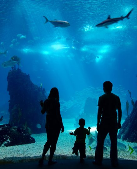 Family watching an underwater tank with corals and fish Familie unter Wasser. Silhouetten einer jungen Familie zu dritt, die das Leben unter Wasser genießt. Familie mit freier Zeit im Ozeanarium.