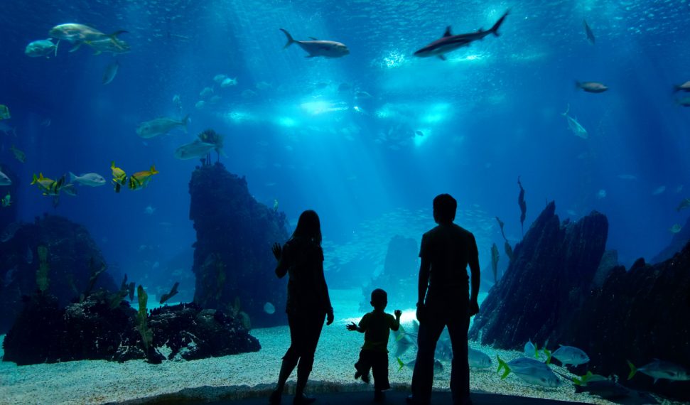 Family watching an underwater tank with corals and fish Underwater family. Silhouettes of young family of three enjoying views of underwater life. Family having free time in Oceanarium.