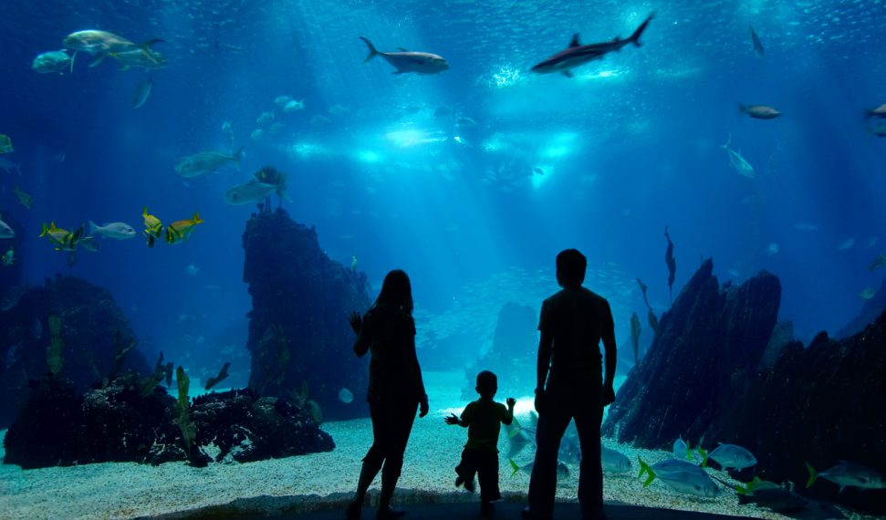 Underwater family. Silhouettes of young family of three enjoying views of underwater life. Family having free time in Oceanarium.